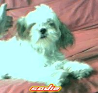 sadie.gif